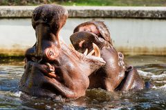 Action im Flusspferdbecken