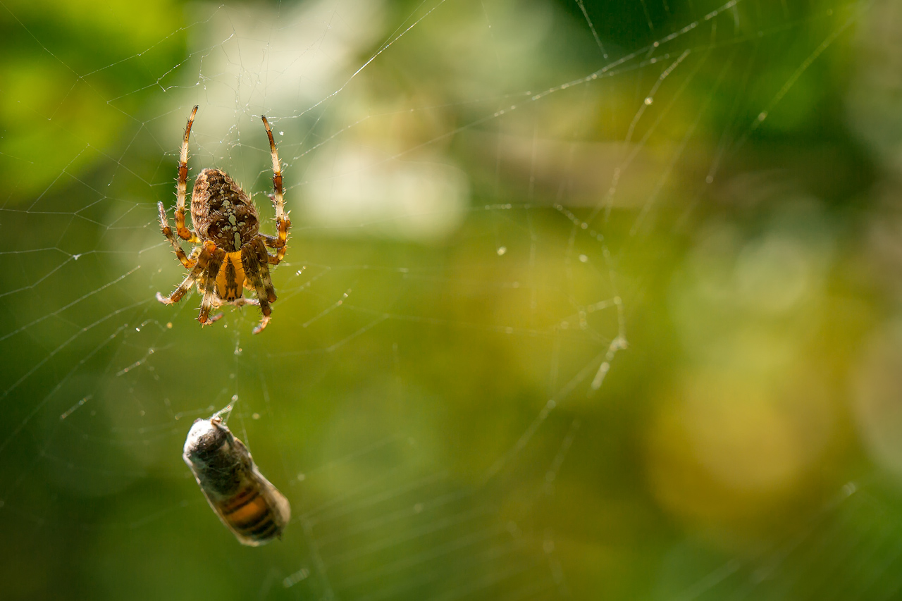 Action im Garten