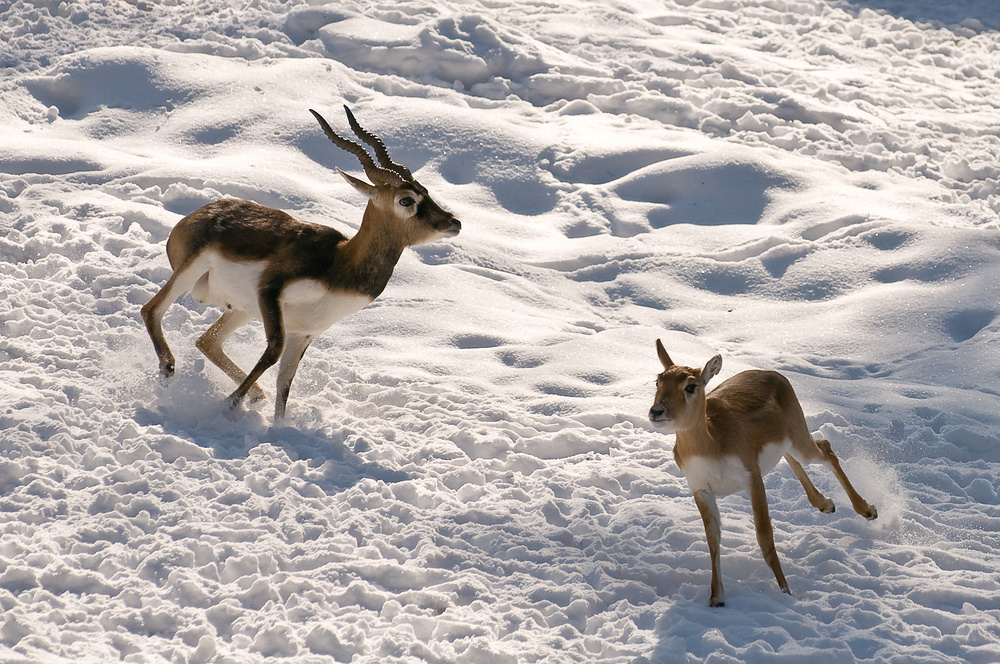 Action im Schnee