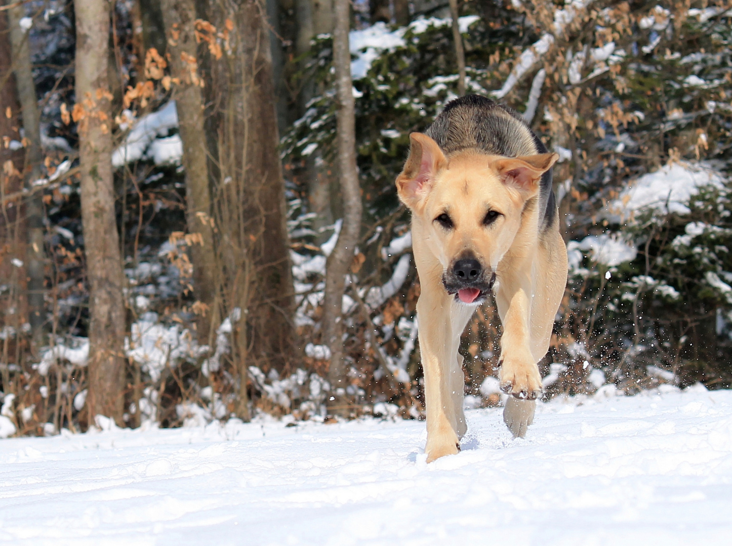 Action im Schnee