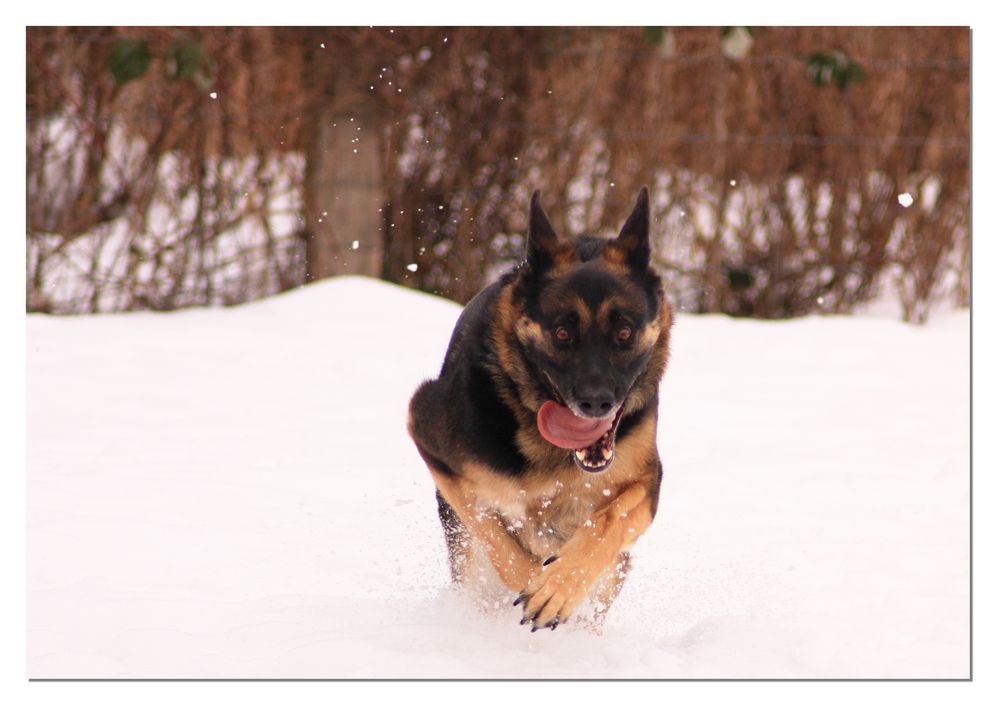 Action im Schnee