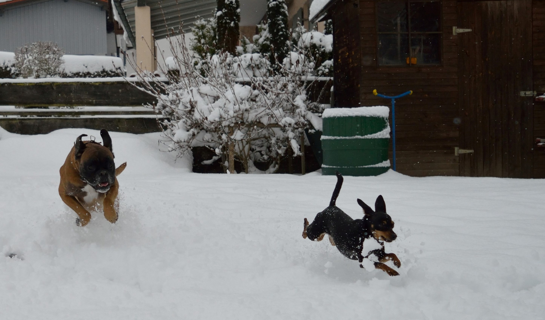 Action im Schnee