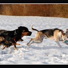 Action im Schnee zum zweiten...