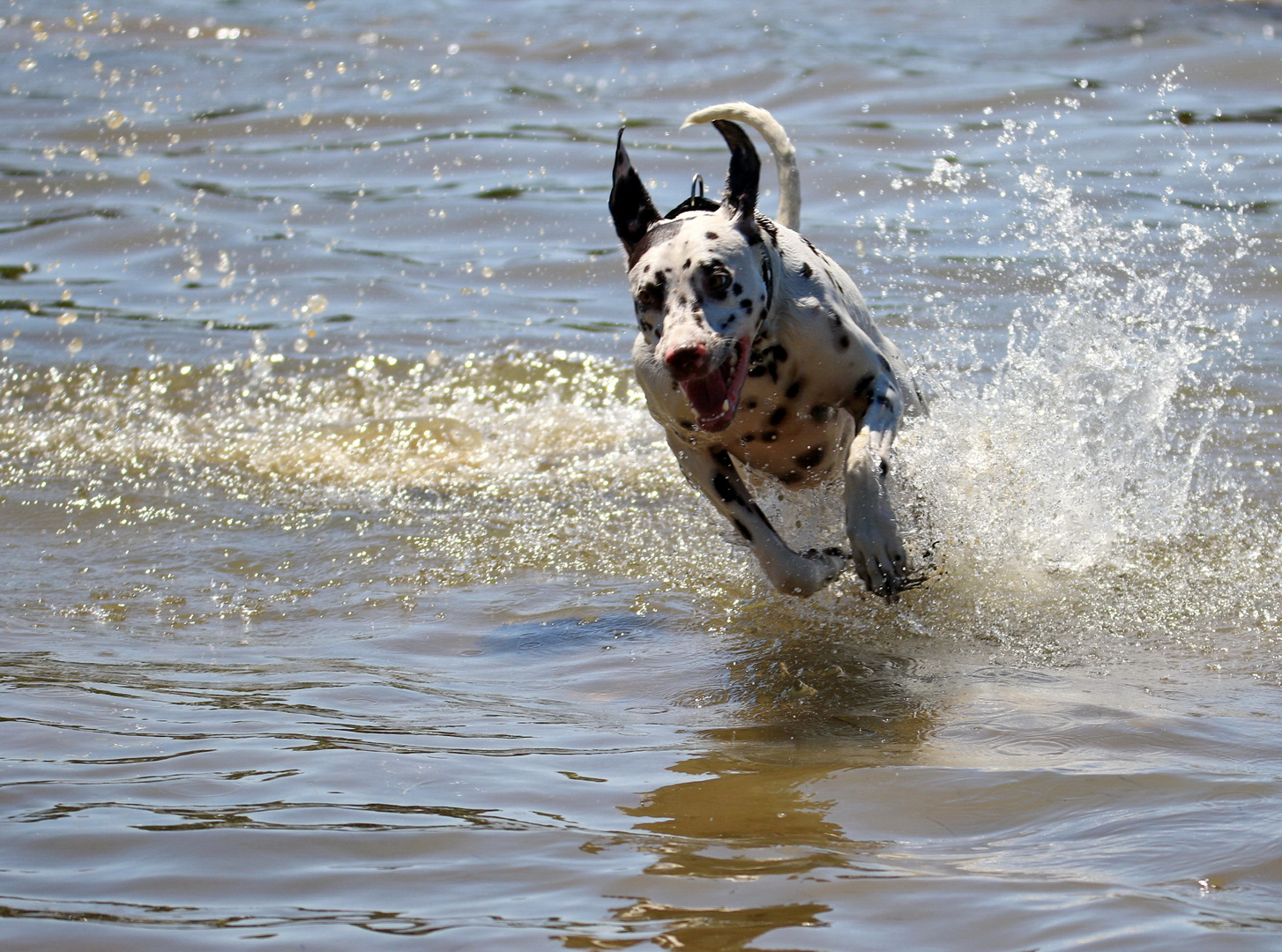 Action im Wasser