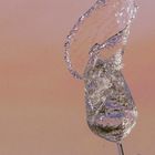 Action im Wasserglas