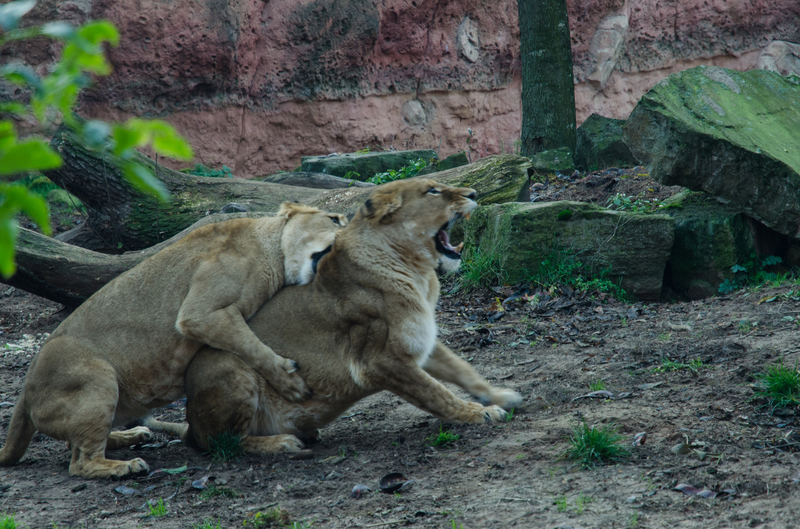 Action im Zoo Hannover