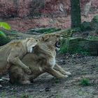 Action im Zoo Hannover