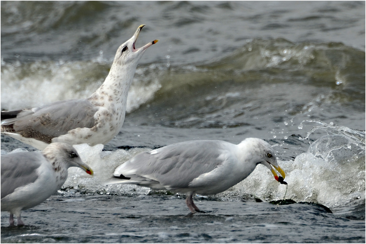 Action in den Wellen