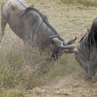 Action in der Serengeti