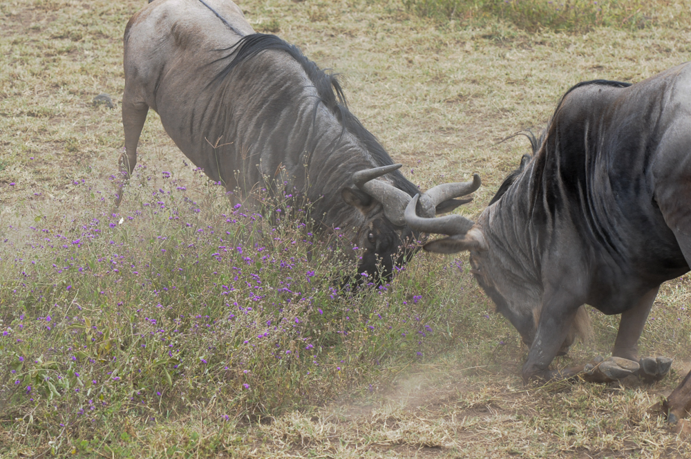 Action in der Serengeti