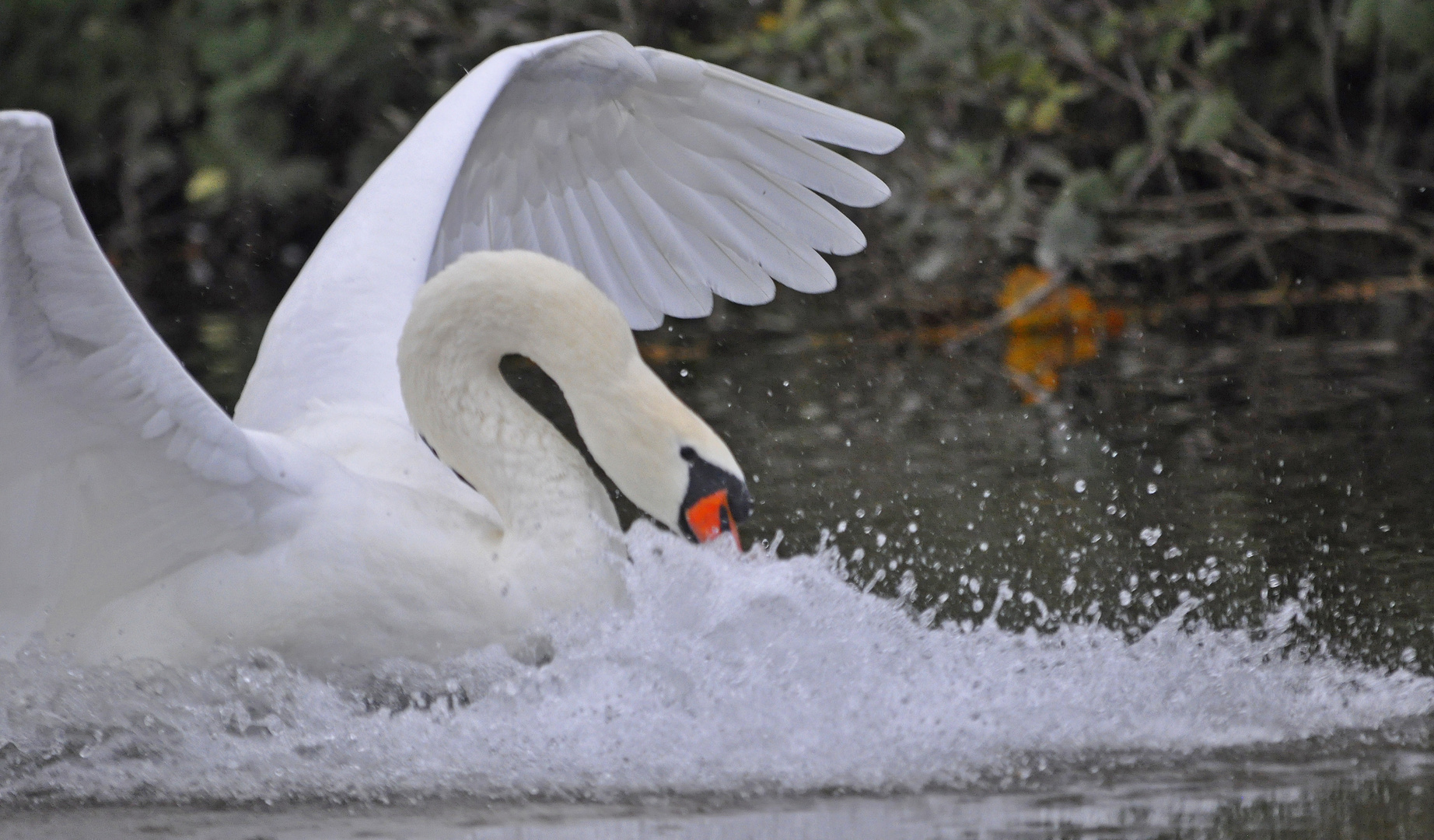 Action mit Bugwelle...