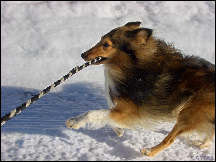 Action-Sheltie