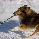 Action-Sheltie