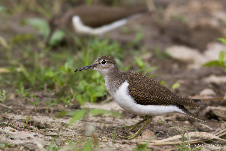 Actitis hypoleucos - der Flussuferläufer