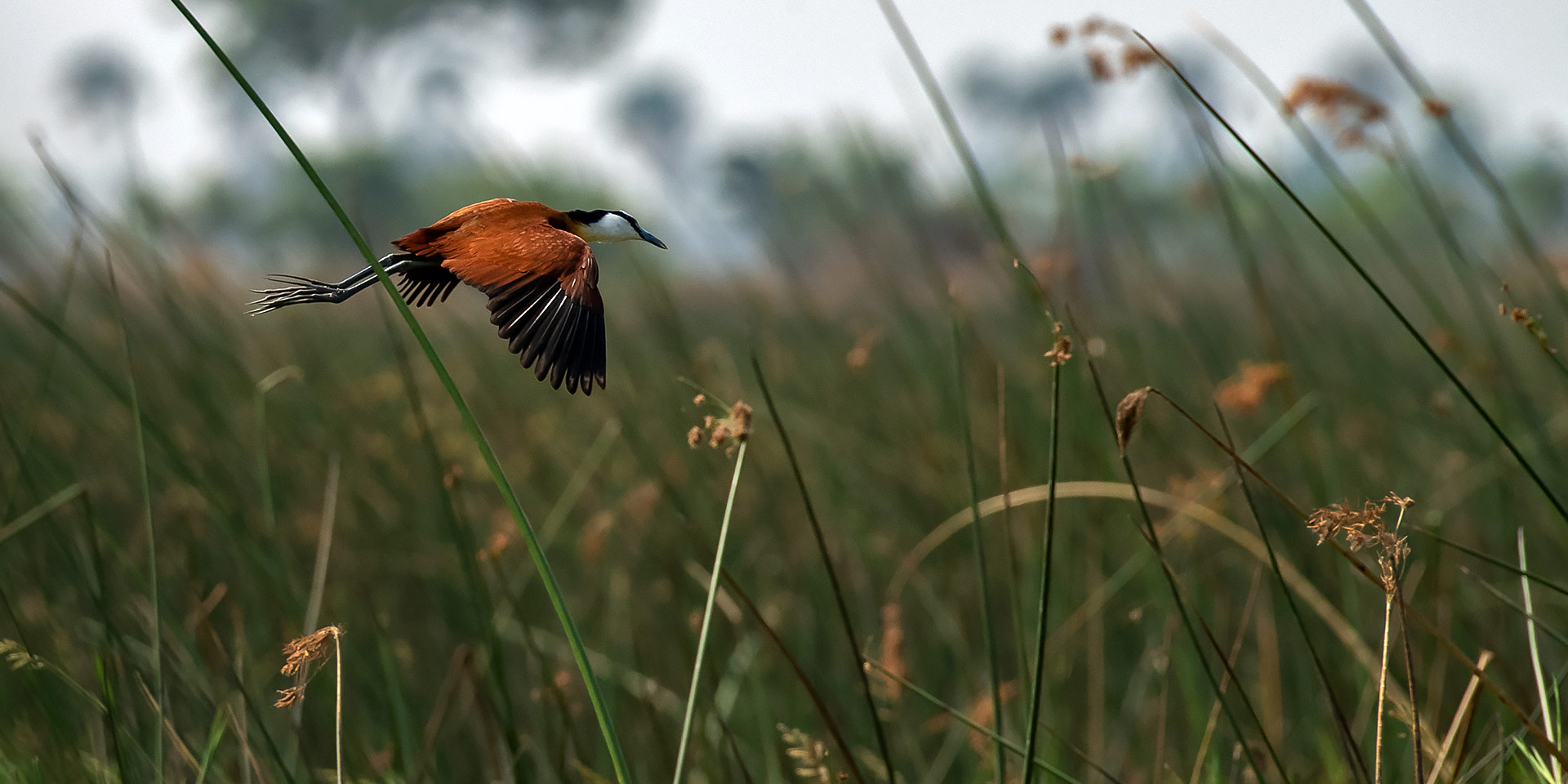 actophilornis africanus