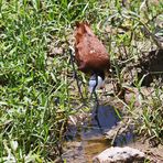 Actophilornis africanus