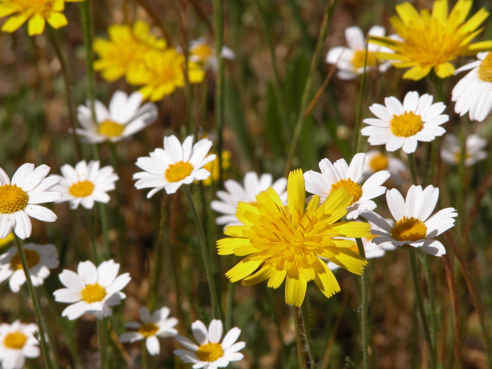 acuarela de primavera