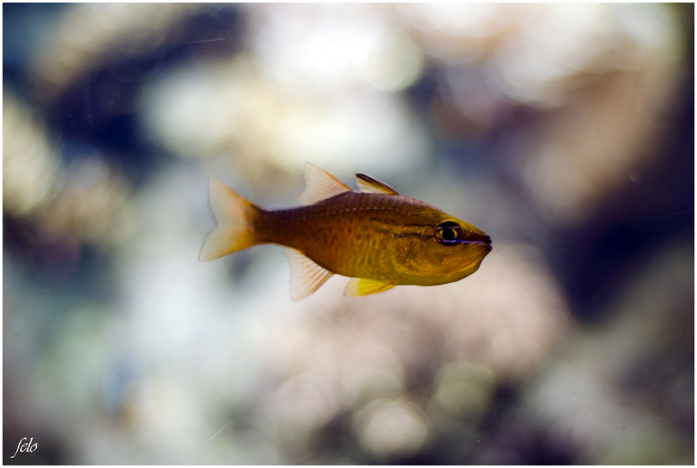 ACUARIO DE GÉNOVA III