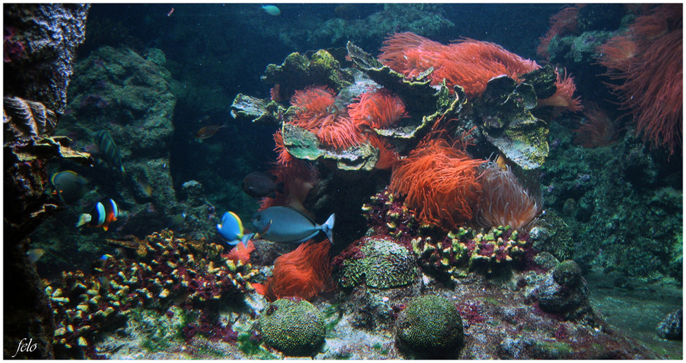 ACUARIO DE GÉNOVA VI