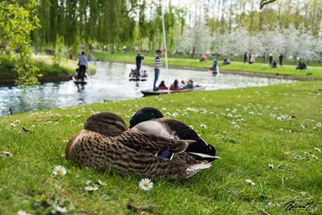 Acurrucados en el parque...