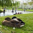 Acurrucados en el parque...