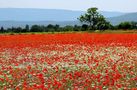 Rouge coquelicots ! de Dream30