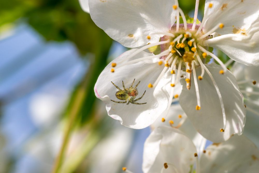 Kirschblüte mit Gast von hausprophet66 