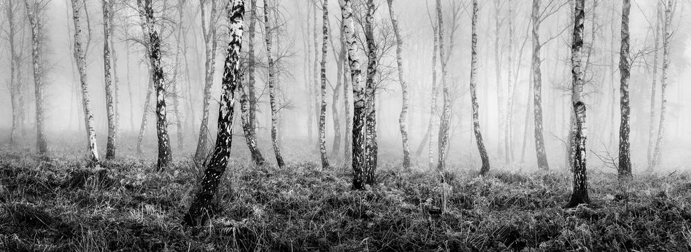 Birkenwald von Stefan Pütz 