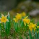 Jonquilles