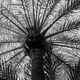 Palme in Marrakesch