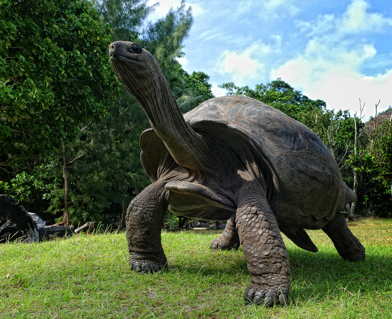 Adabra Riesenschildkröte