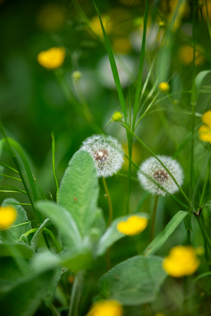 Adagiato nella natura