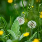 Adagiato nella natura