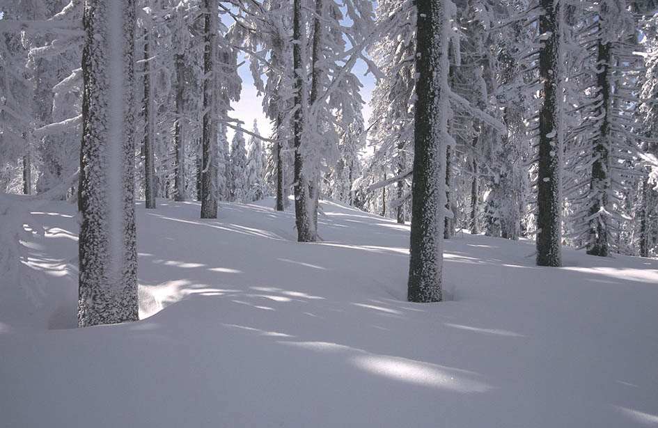 Adalbert Stifters Hochwald im Winterkleid