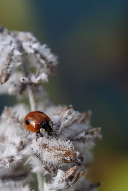 Adalia bipunctata