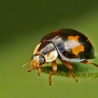 Adalia bipunctata