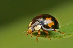 Adalia bipunctata