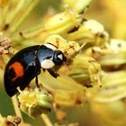 Adalia bipunctata