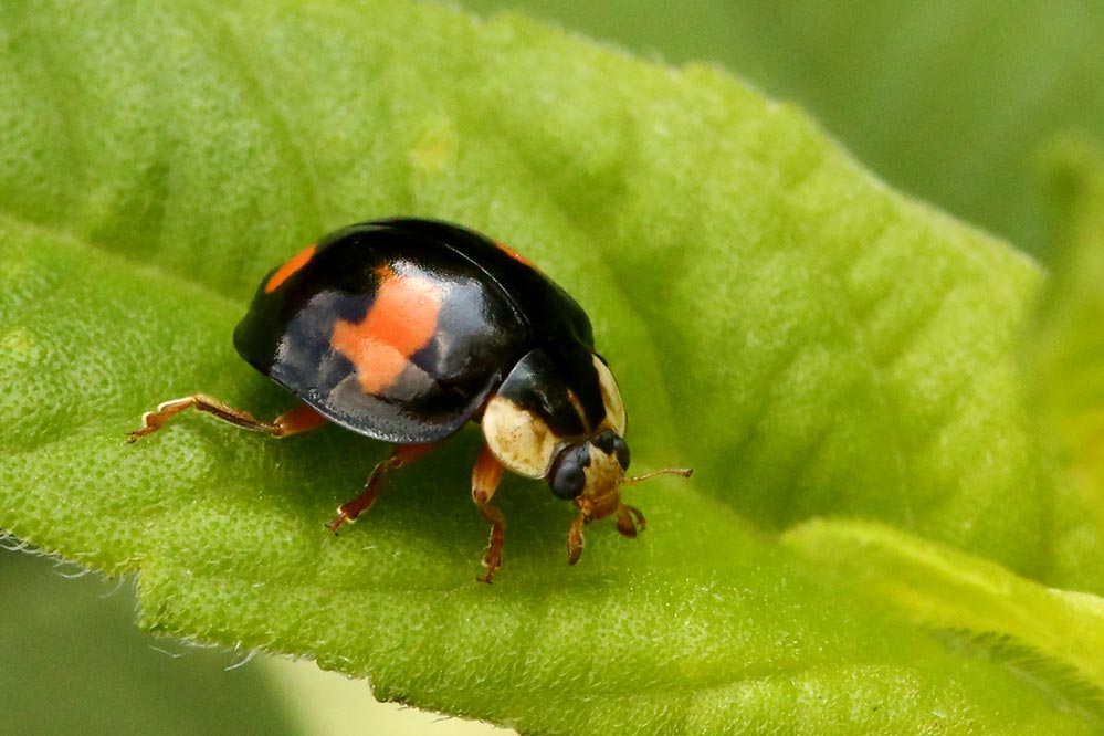 Adalia bipunctata ,