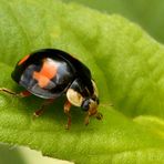 Adalia bipunctata ,