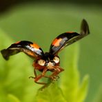 Adalia bipunctata