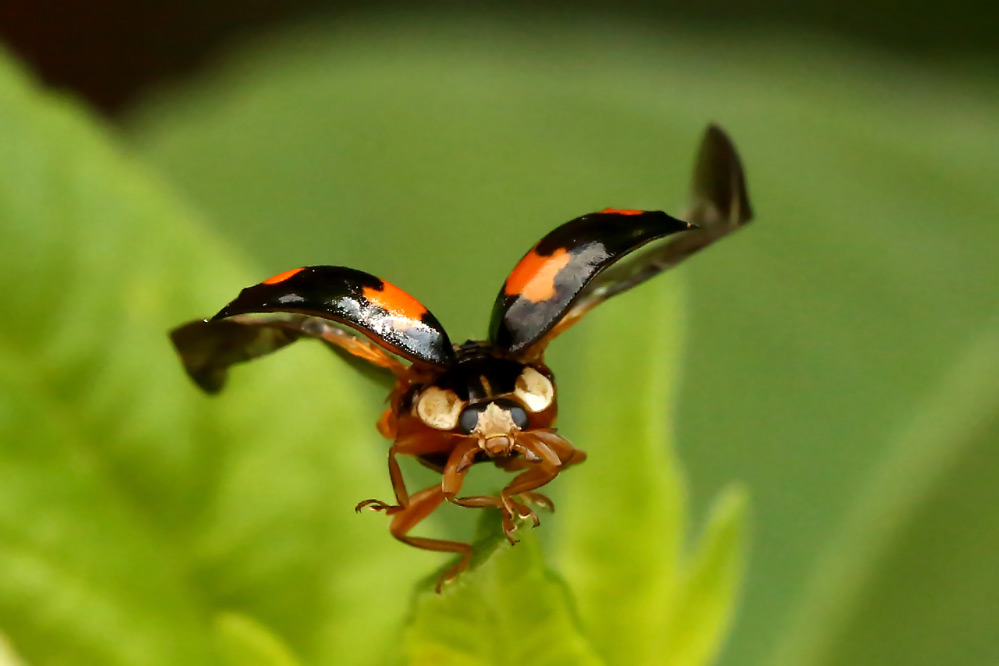 Adalia bipunctata