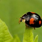 Adalia bipunctata - Gipfelstürmer