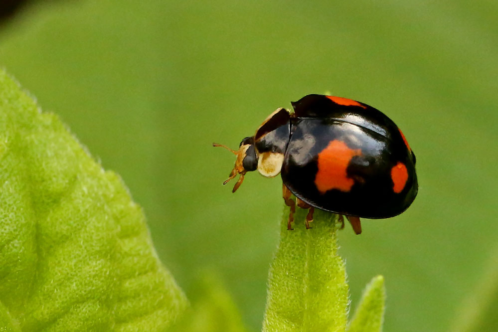 Adalia bipunctata - Gipfelstürmer