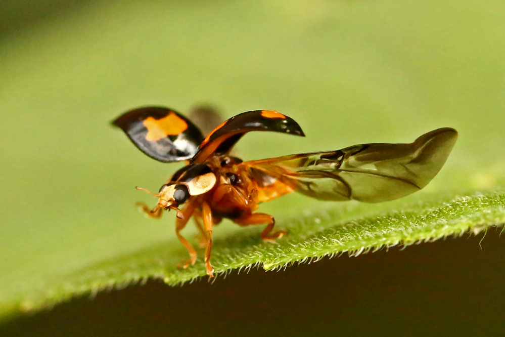 Adalia bipunctata - mit Startfreigabe -