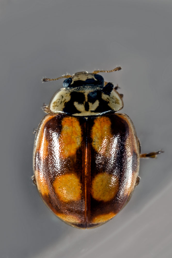 Adalia decempunctata