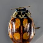 Adalia decempunctata