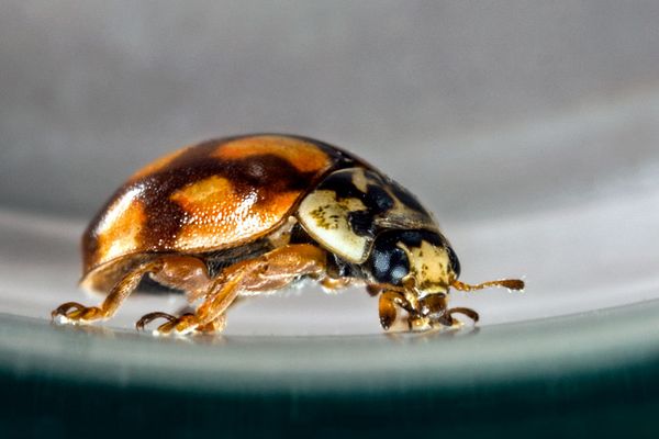 Adalia decempunctata