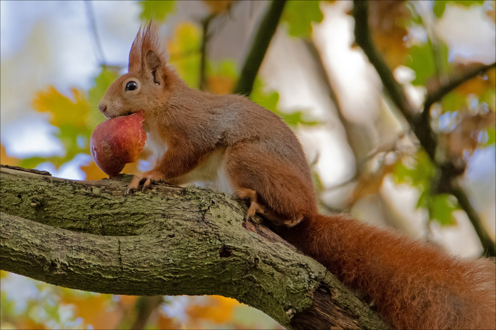 Adam mit´n Appel