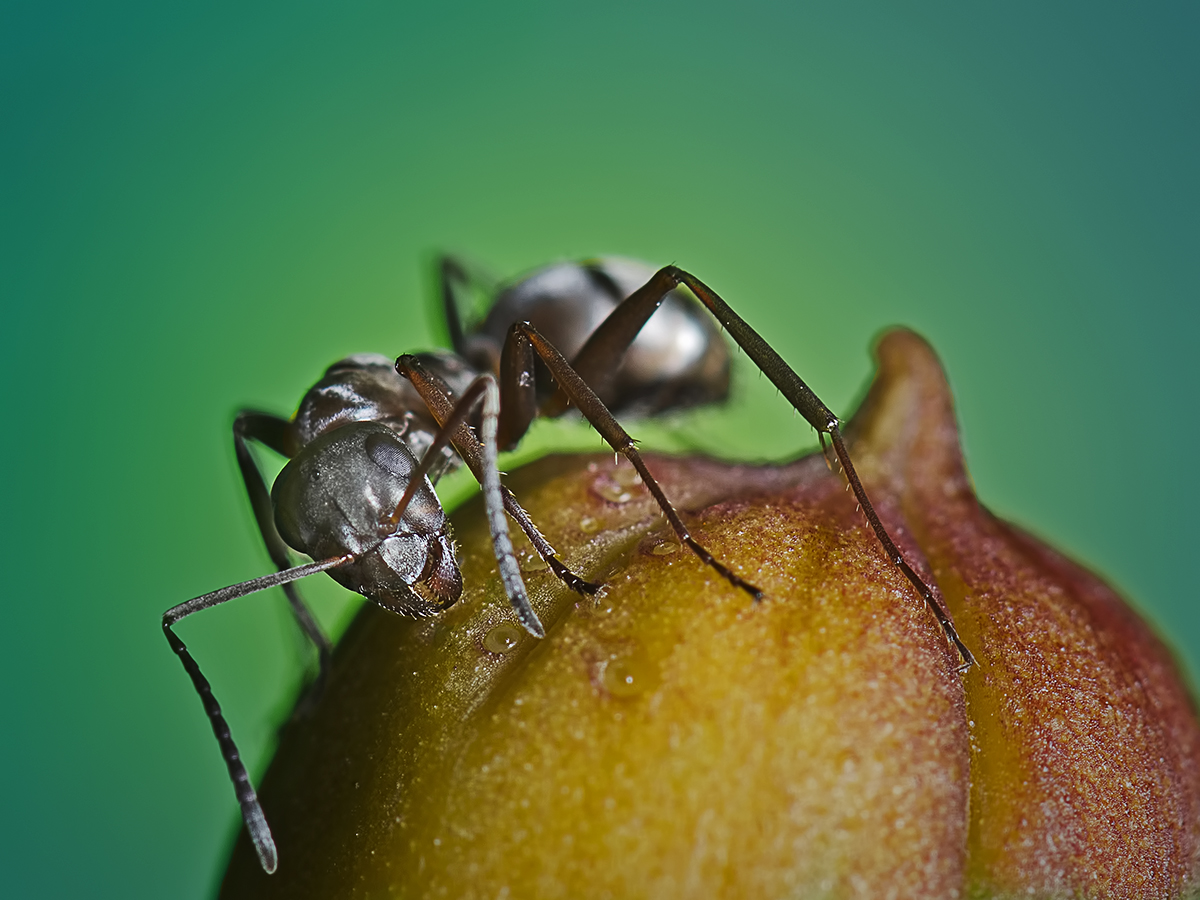 Adam the ant